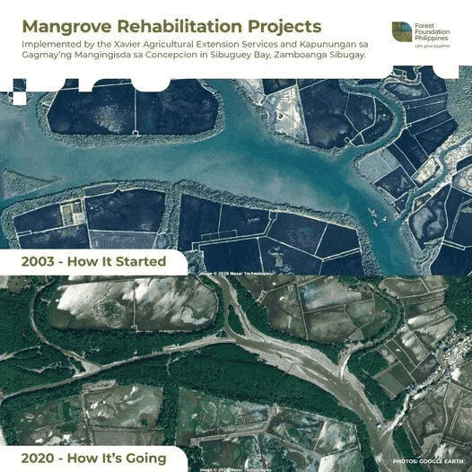 Mangrove Rehabilitation Project in Sibuguey Bay, Zamboanga