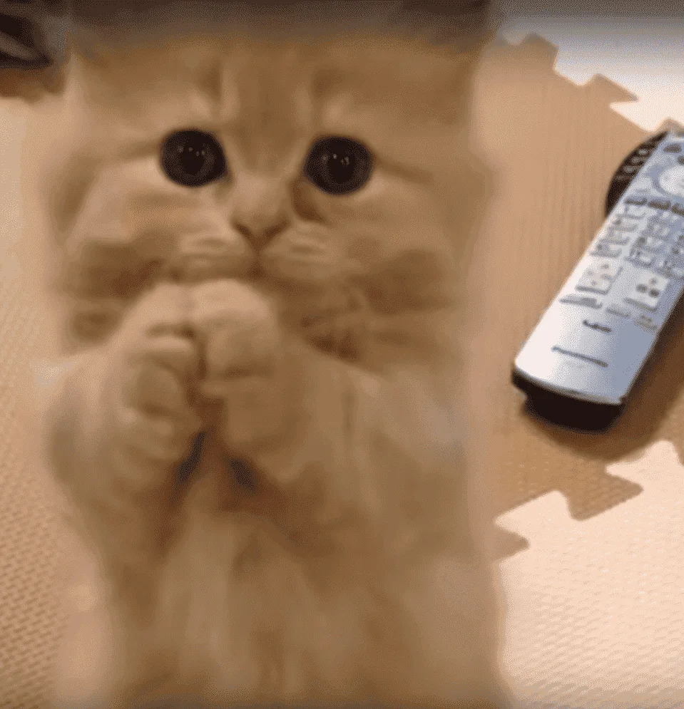 kitten.webp