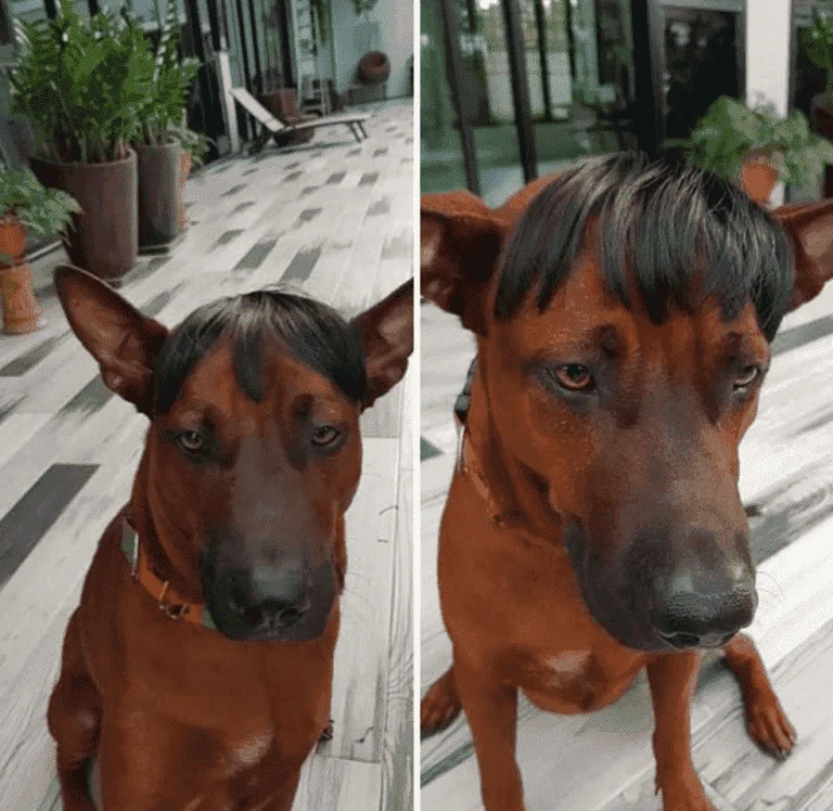 Yung nagbangs ka pero hindi bagay sayo.webp