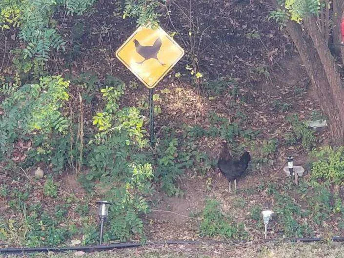 manok.webp