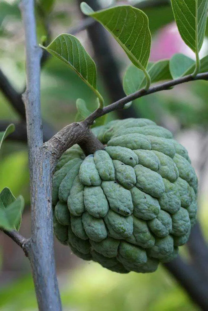 Sugar_apple_on_tree.webp