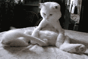y47fOmE.gif