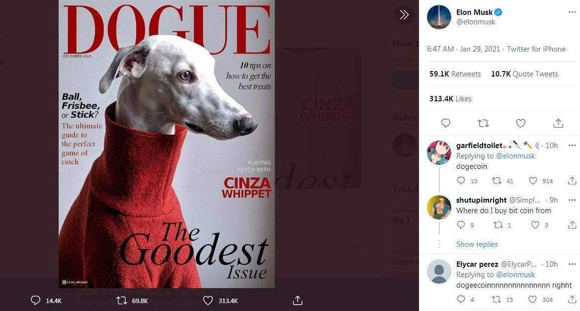 dogy.webp