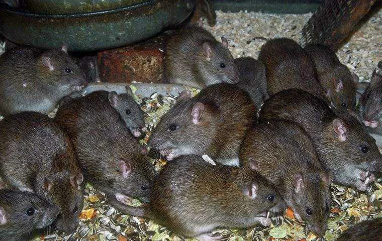 rats.webp