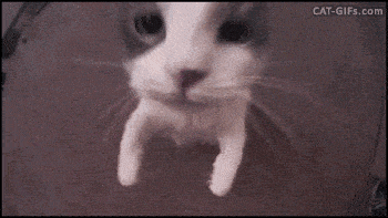 cat kiss.gif