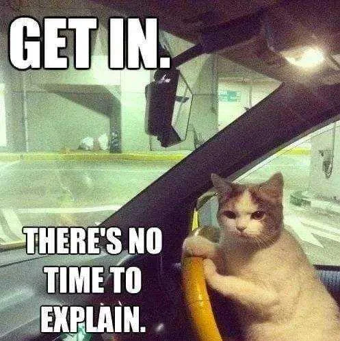 cat driver.webp