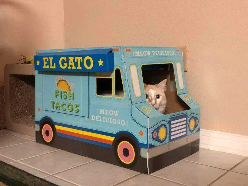 cat bus.webp