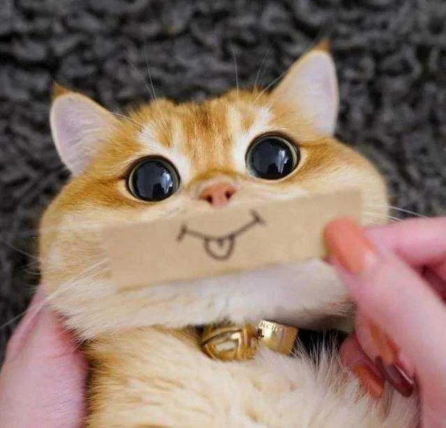 cat smile.webp