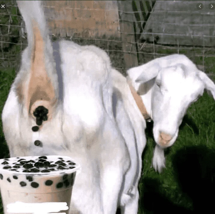 Zagu.webp
