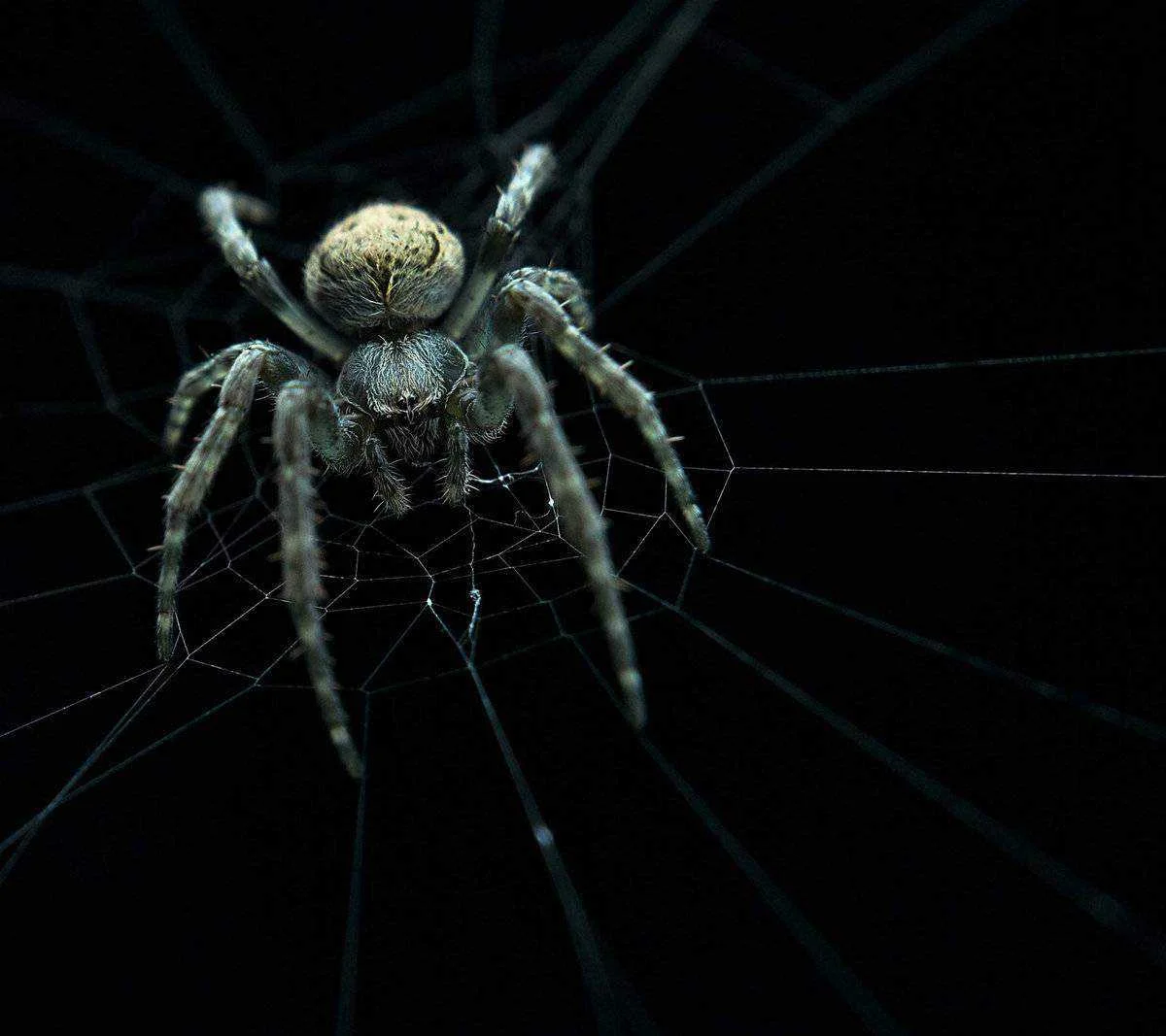 spider-wallpaper-11024081.webp