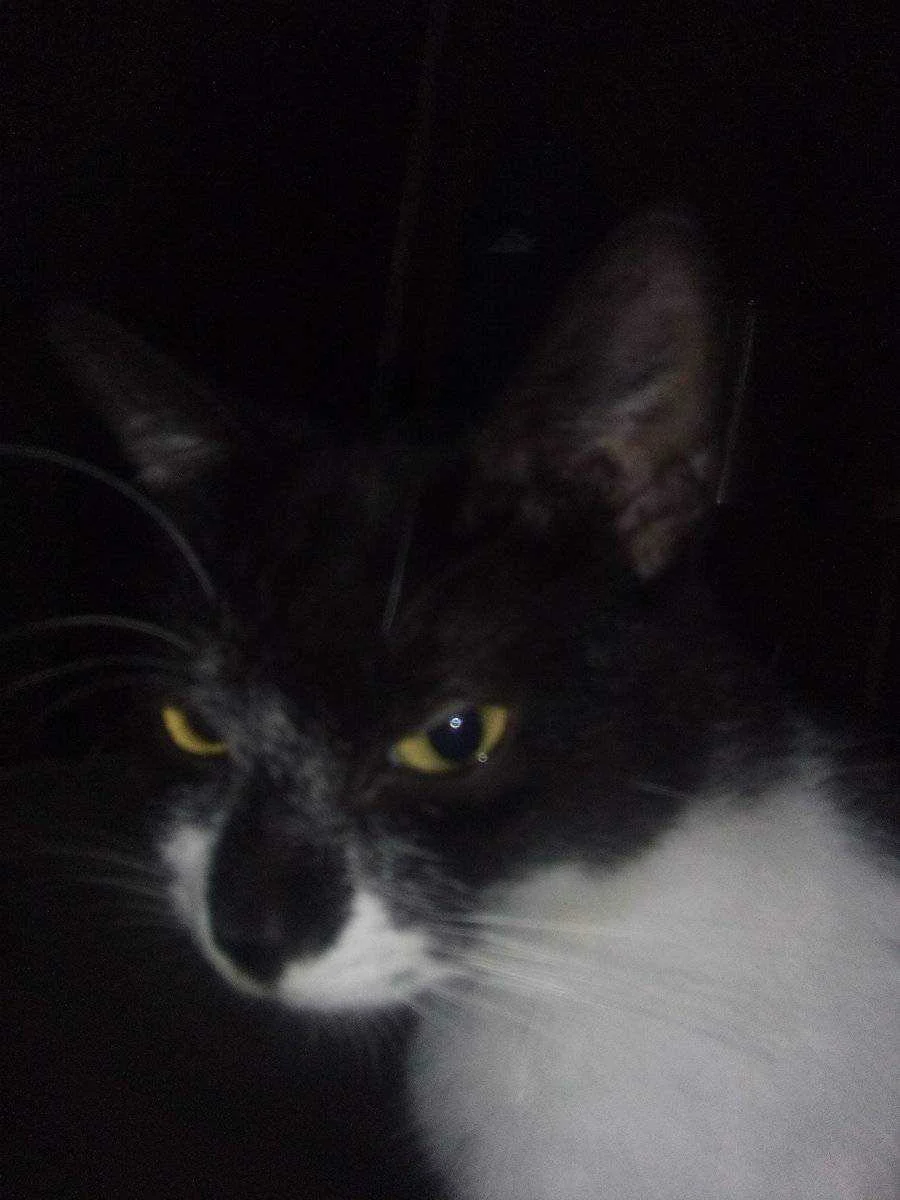 Pusa.webp