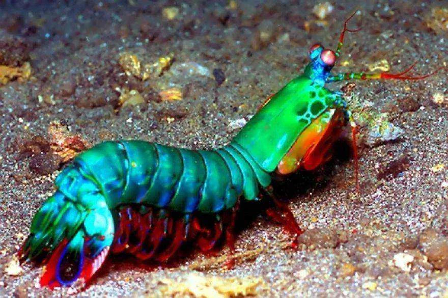 Peacock-Mantis-Shrimp__880.webp