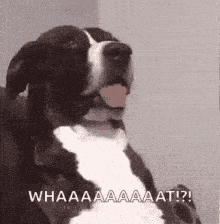 dog-funny.gif