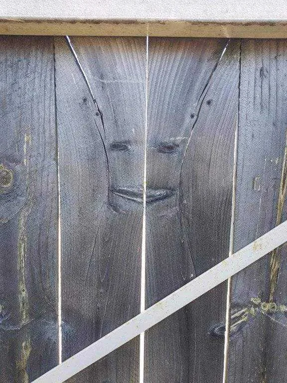 groot.webp