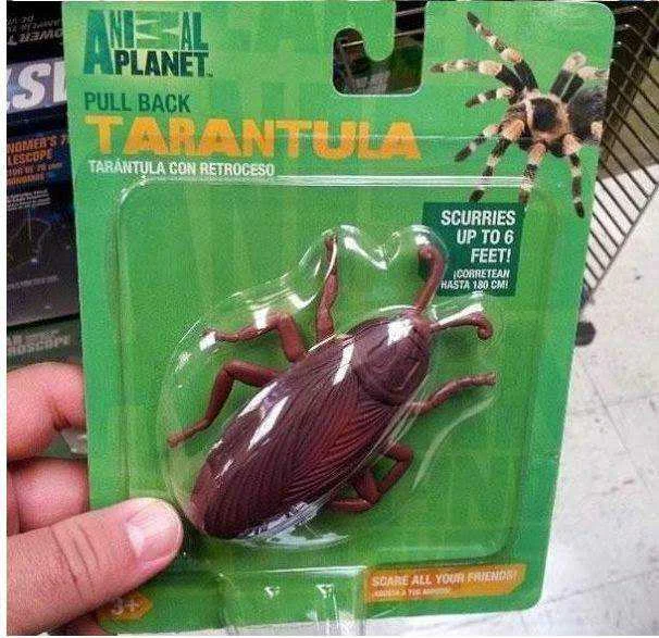 Ipis na naging Tarantula.webp