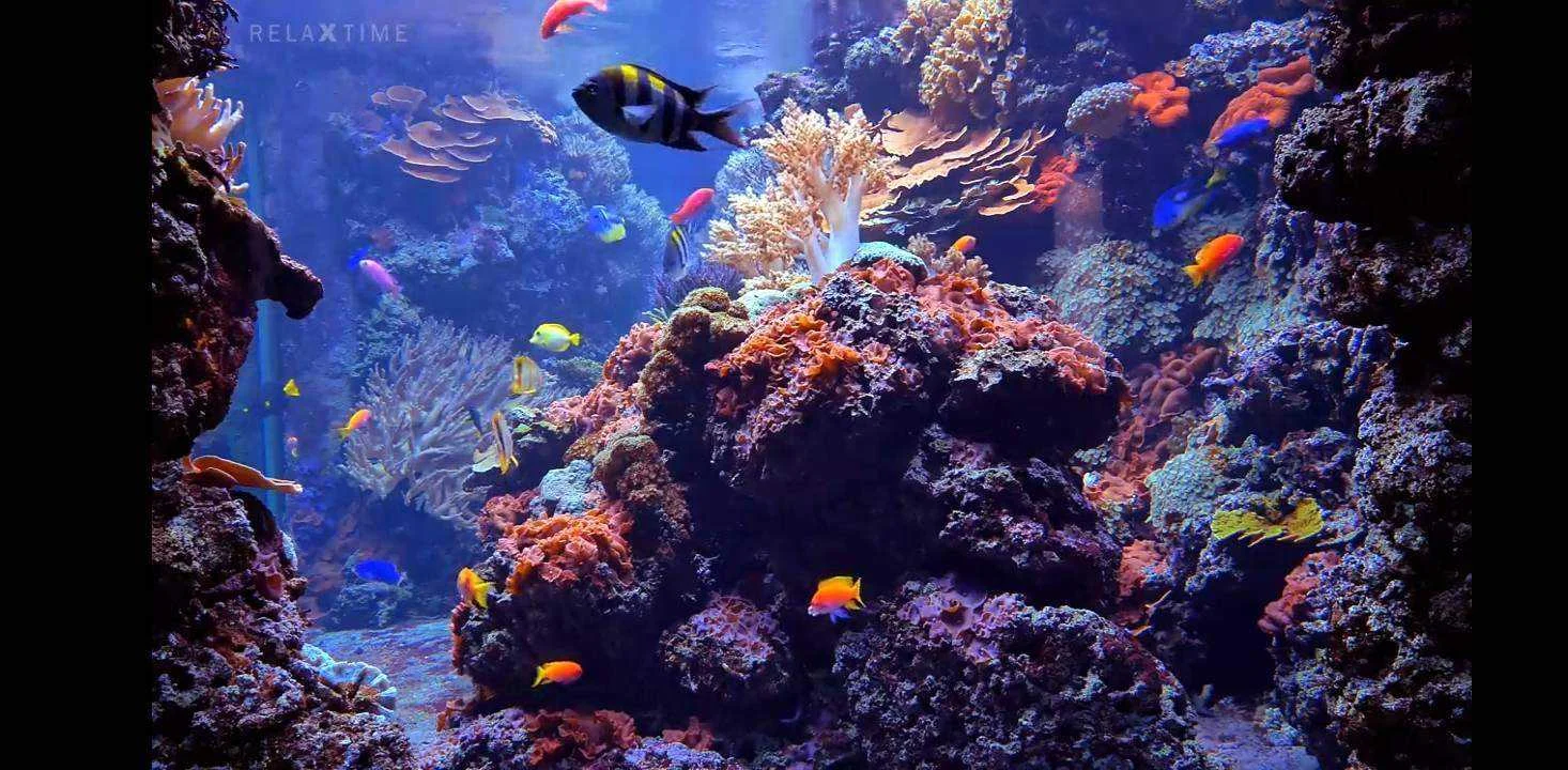 Screenshot_20210512-173244.webp