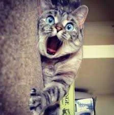 cat.webp