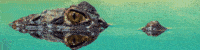 Copy of Untitled (3).gif