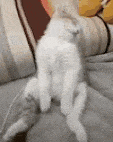 tenor.gif