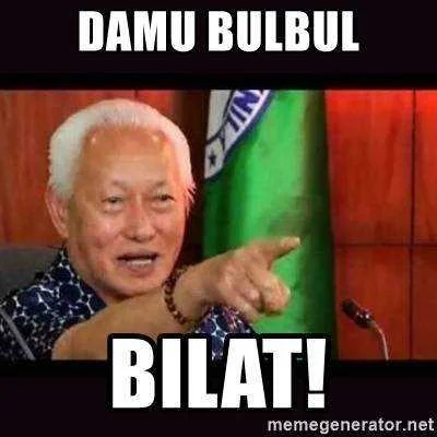 damu-bulbul-bilat.webp