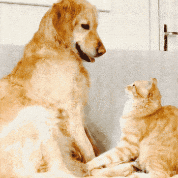 06e9f0789cf46c79b6c43f08db641ca421b00871.gif