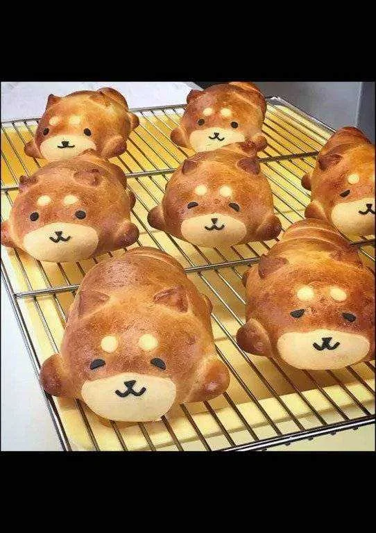 shiba inu.webp