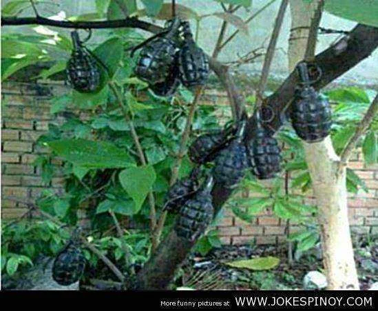Grenade Fruit Sinong may gusto.jpg