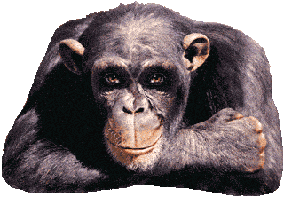 graphics-ok-302810.gif