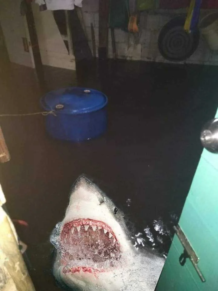 FB_IMG_1626996537853.webp