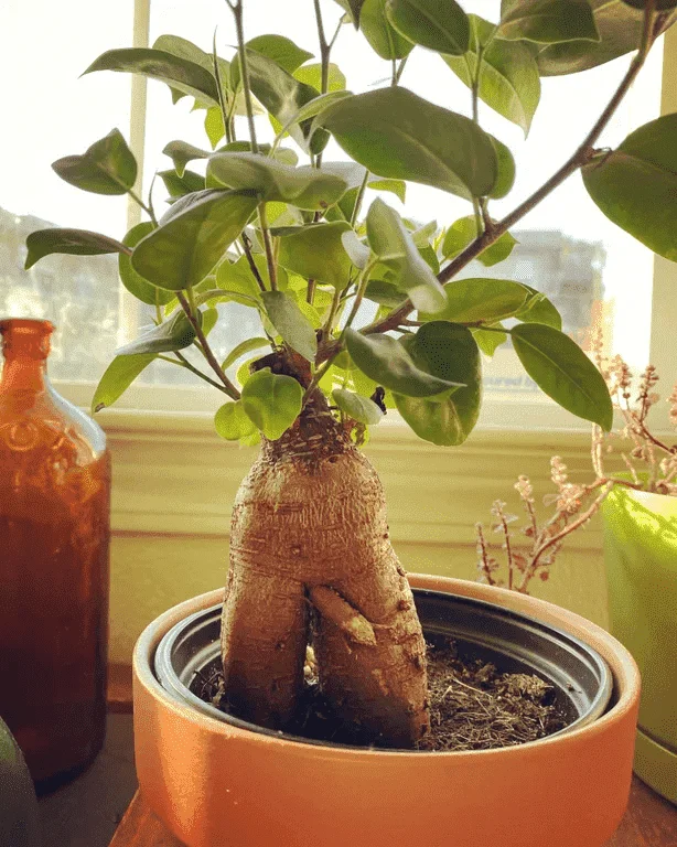 plant.webp