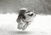 1e4e194753e8407c281bb66e29c40aa640e26c9220356afc8d8886d3b50d9bf5.gif