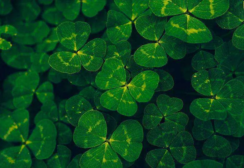 HD-wallpaper-clover-leaves-charm-good-luck-green-leaf-luck-lucky.webp