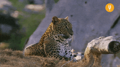 63e341451f9cfee779f132f80f942dd6.gif