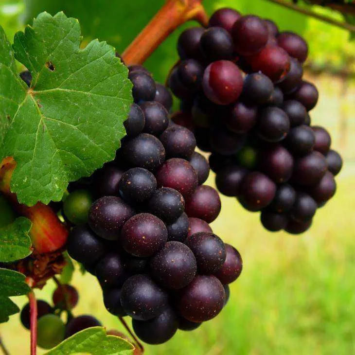 7769021444_202517f8ac_k-730x730.webp