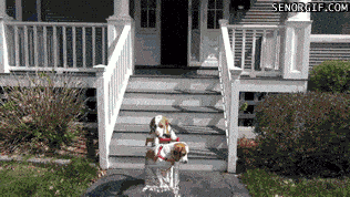gastos-free-stress-relief-09-walk.gif