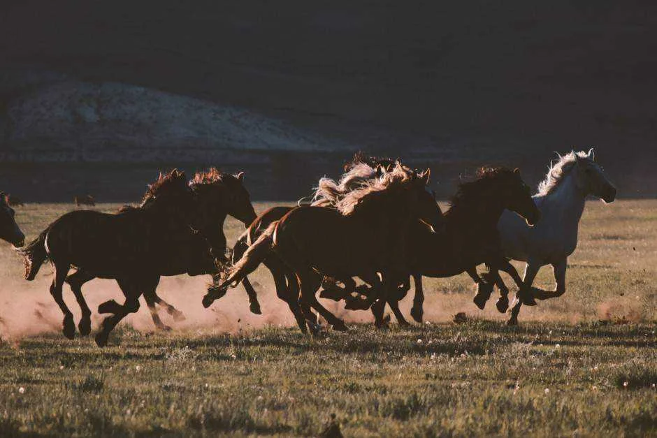 ranch-horses-wyoming-940x627.webp