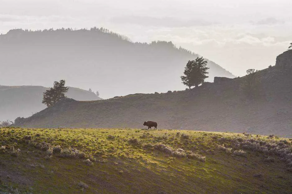 lone-bison-940x626.webp