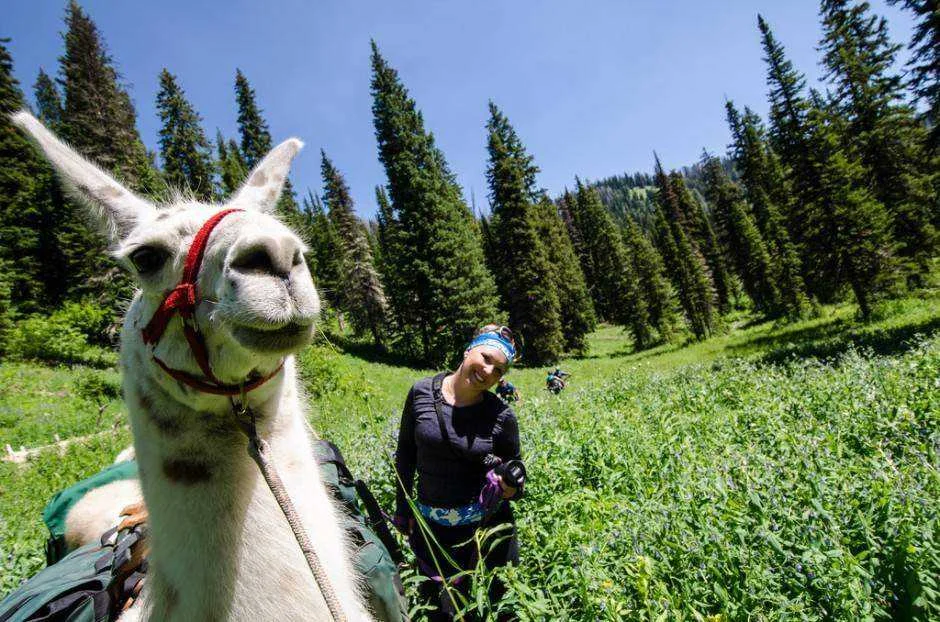 wyoming-llama-tour-940x622.webp