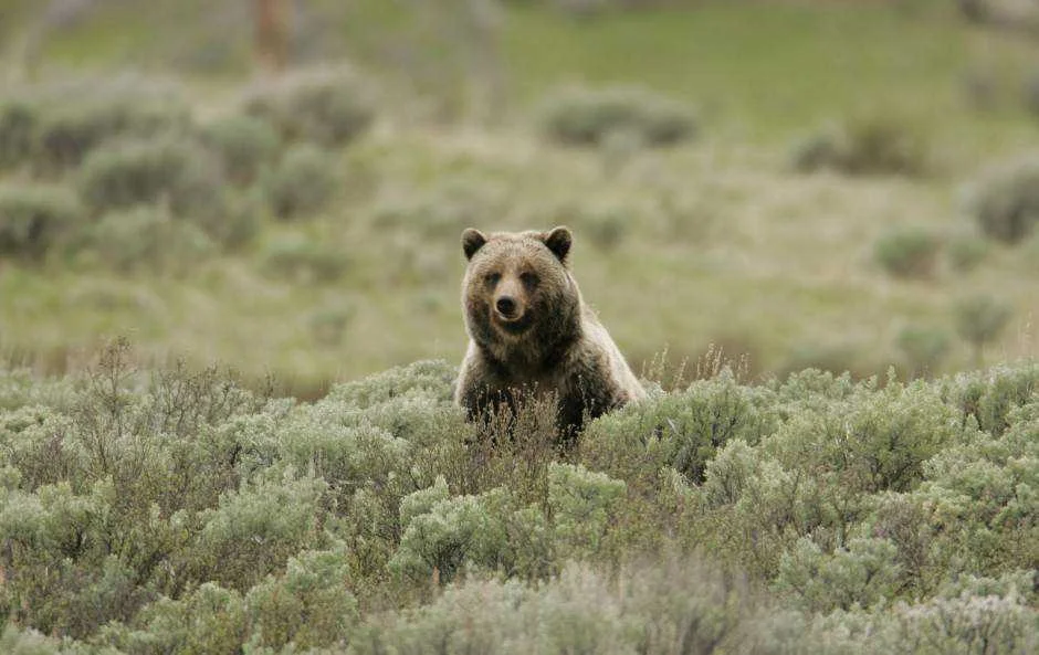 grizzly-bear-940x593.webp