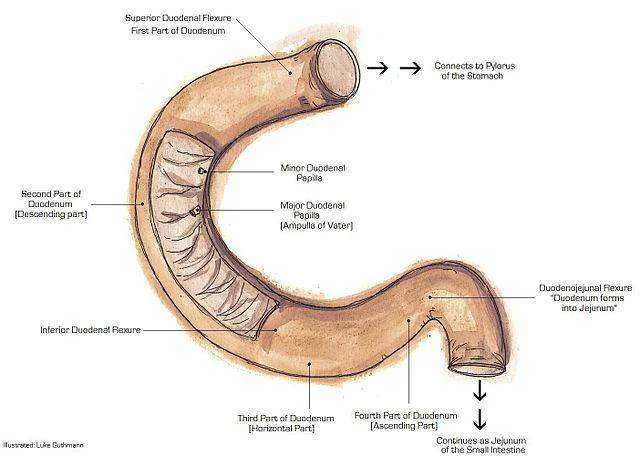 640px-Duodenumanatomy.webp