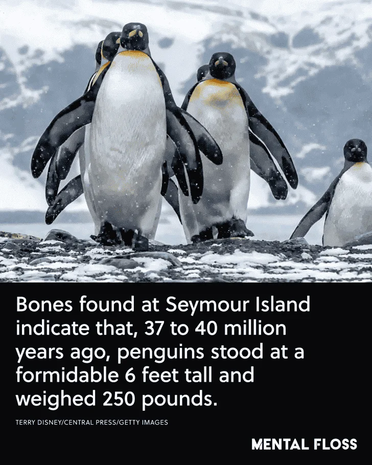 penguins2x.webp