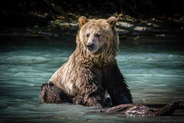 tyb.webp