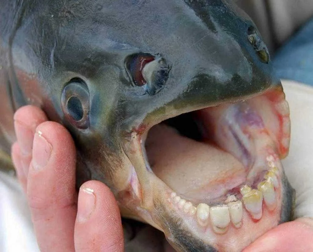 creepy-facts-5-1024x823.webp