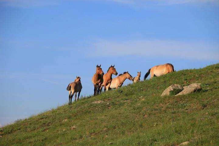 wild-horses-mongolia_06.webp