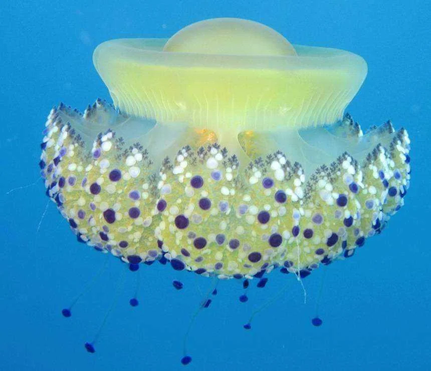 jellyf.jpg.860x0_q70_crop-smart.webp
