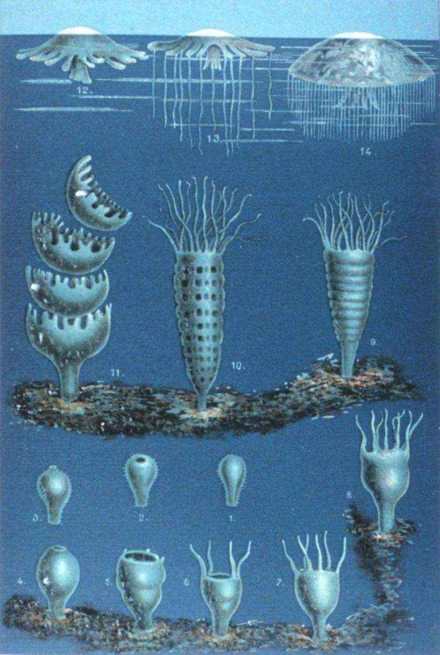 p-meduse-jellyfish-phases.jpg.860x0_q70_crop-smart.webp