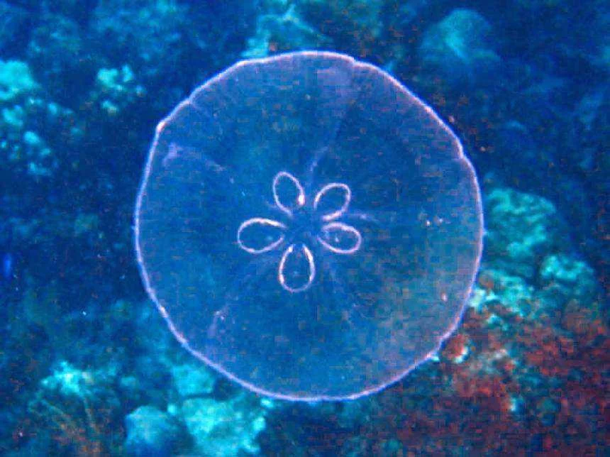 Patcipa_meduza.jpg.860x0_q70_crop-smart.webp