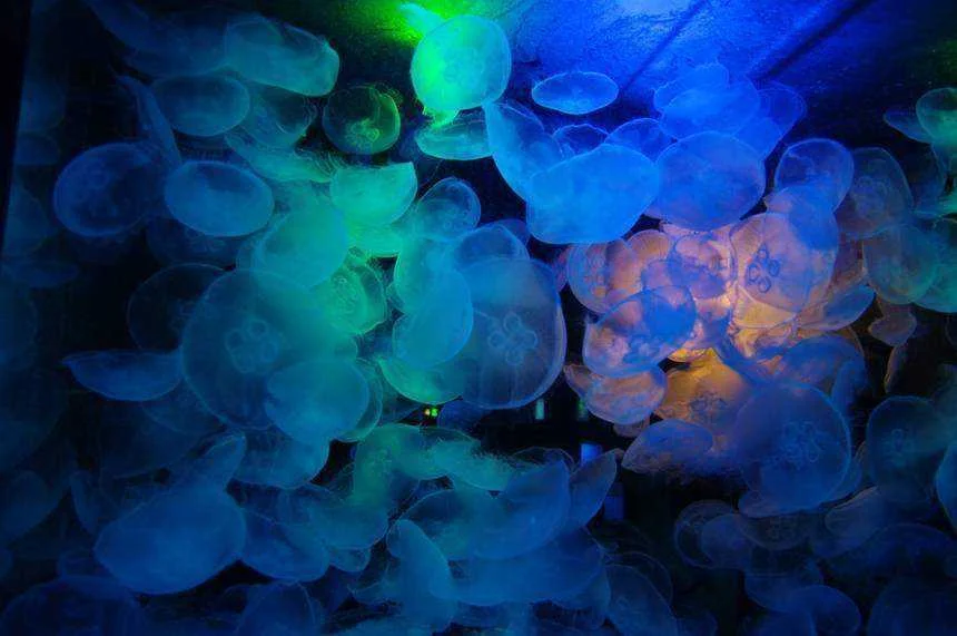 jelly-fish.jpg.860x0_q70_crop-smart.webp