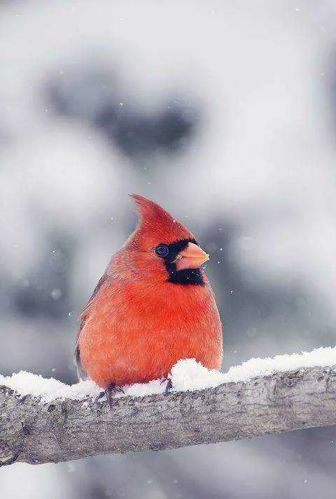 cardinal-in-snow-royalty-free-image-520328740-1545927411.webp