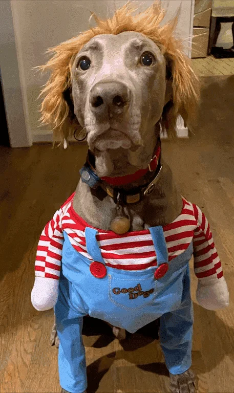 dog.webp